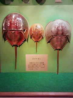 岐阜珍スポット：瑞穂化石博物館