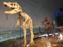 珍スポット-福井県立恐竜博物館